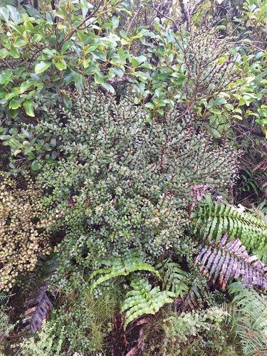 Gaultheria rupestris, photograph 3
