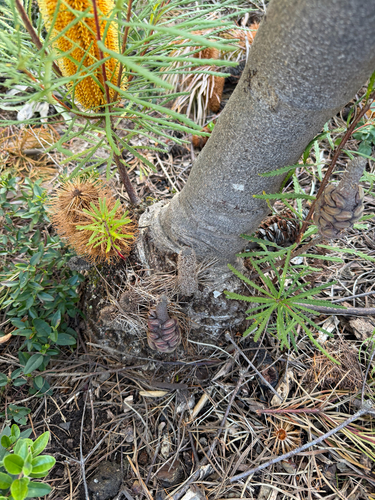 Banksia cunninghamii