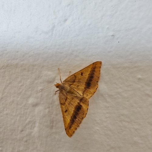 Isturgia arenacearia