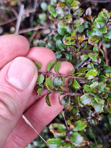 Gaultheria depressa