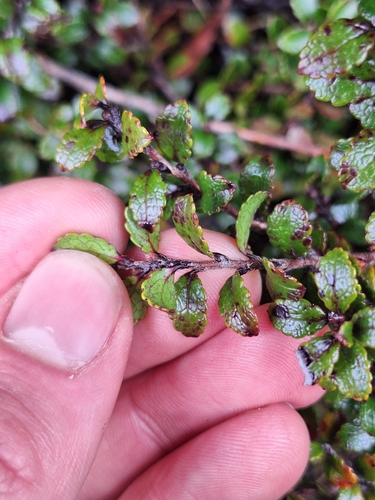 Gaultheria depressa, photograph 2