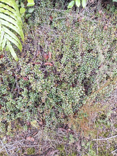 Gaultheria depressa, photograph 3