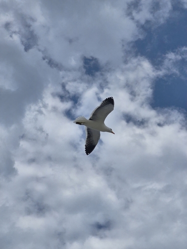 Kelp Gull