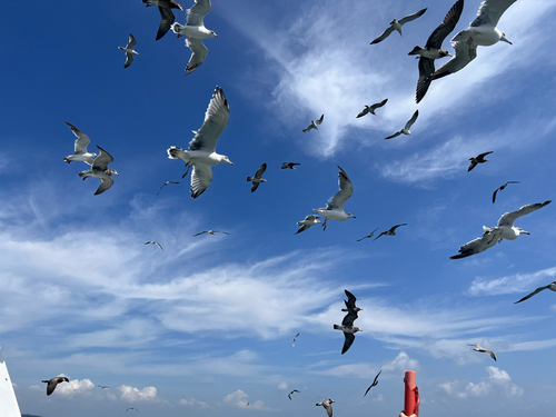 Black-tailed Gull