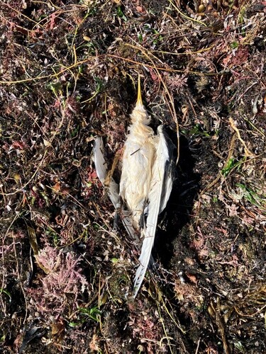 iNaturalist image