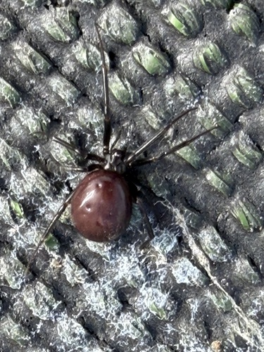 False Black Widow