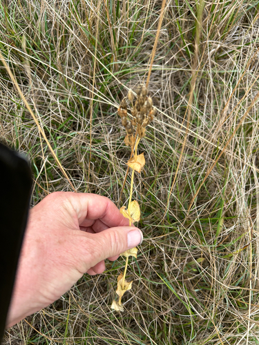 Blackstonia perfoliata, photograph 3