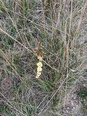 Blackstonia perfoliata, photograph author not stated, no rights reserved