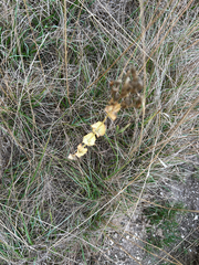 Blackstonia perfoliata