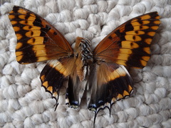 Charaxes saturnus saturnus