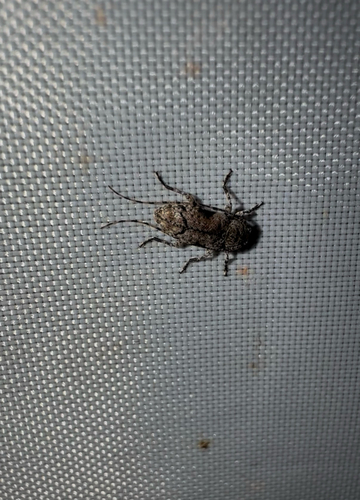 Sternidius mimeticus