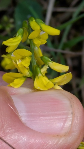 Melilotus altissimus, photograph 2