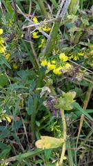 Melilotus altissimus, photograph (c) guywallbanks, some rights reserved (CC BY)