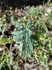 author not stated, no rights reserved Euphorbia esula, photograph author not stated, no rights reserved