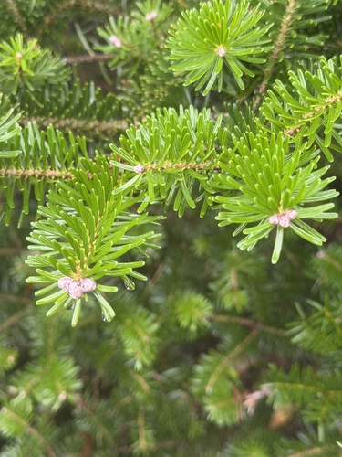 Abies koreana observed 2026-09-07
