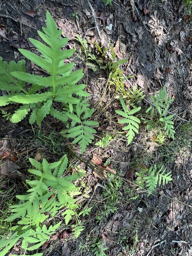 sensitive fern