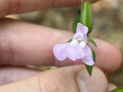 sharpwing monkeyflower