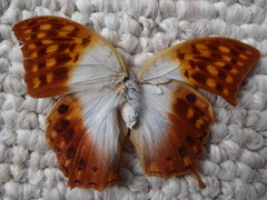 Charaxes varanes