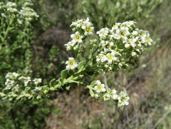 Mortonia scabrella