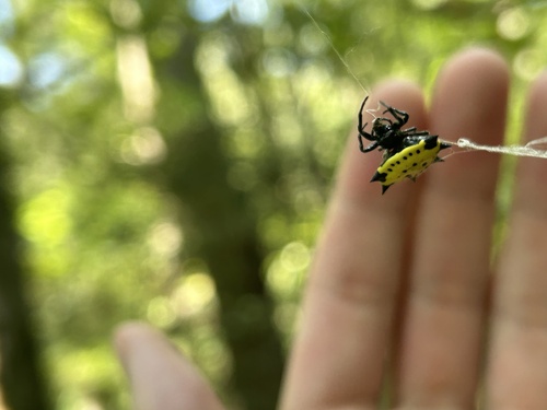 Spinybacked Orbweaver