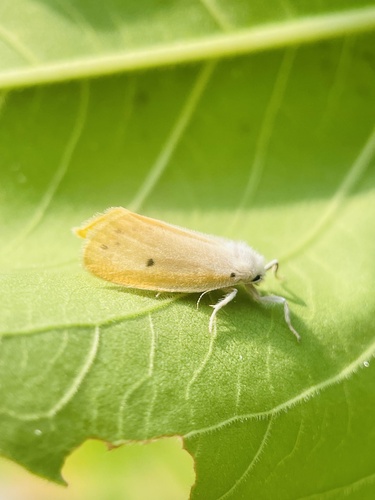 Miltochrista pallida