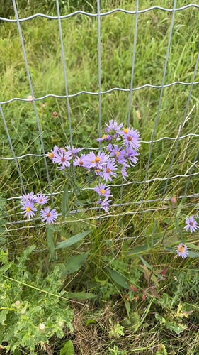 smooth blue aster