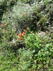 Castilleja affinis affinis