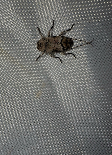 Sternidius mimeticus