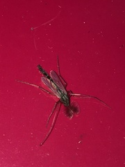 Chironomus crassicaudatus