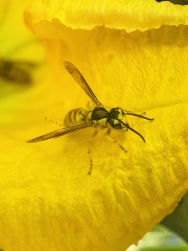 Black Shield Hornet