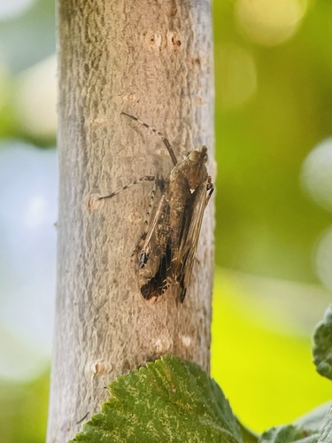 Orthopagus lunulifer