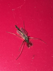 Chironomus crassicaudatus