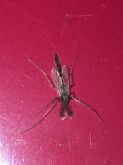 Chironomus crassicaudatus