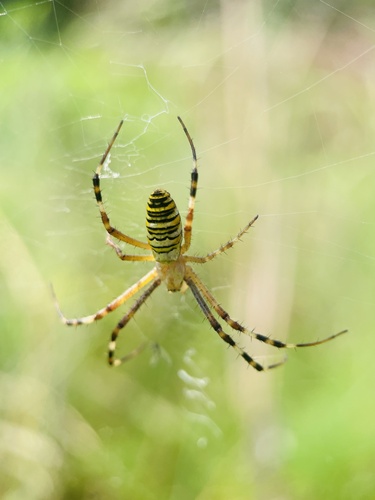 Wasp Spider