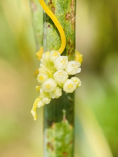 Cuscuta chinensis