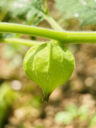 Cape gooseberry