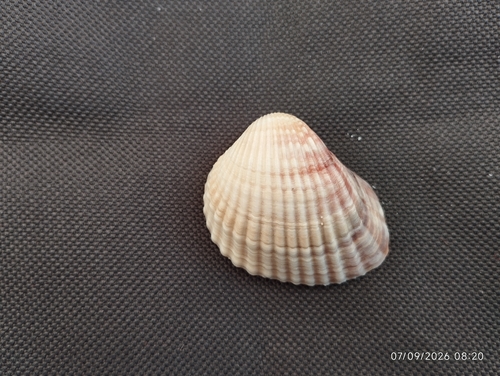 Lagoon Cockle