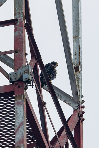 Peregrine Falcon