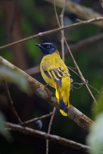 Black-headed Bulbul