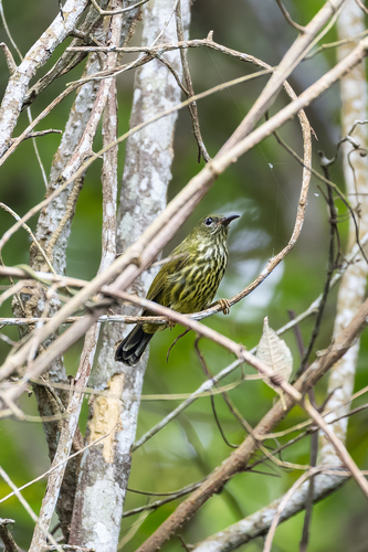 Purple-naped Spiderhunter