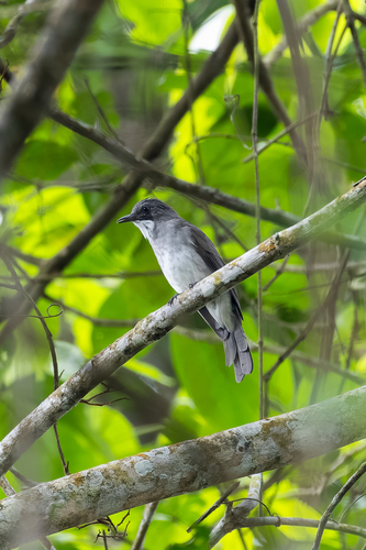 Cinereous Bulbul