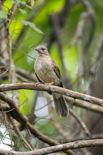 Asian Red-eyed Bulbul