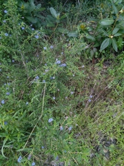 Ceanothus papillosus