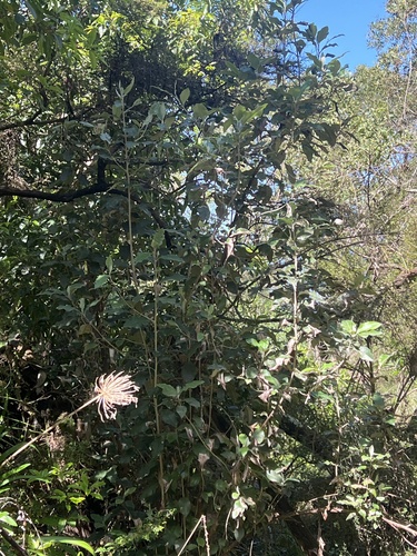musk daisy-bush