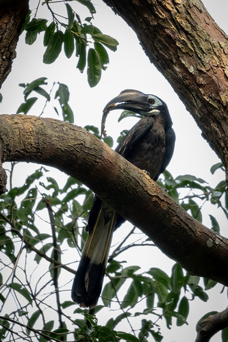 Bushy-crested Hornbill