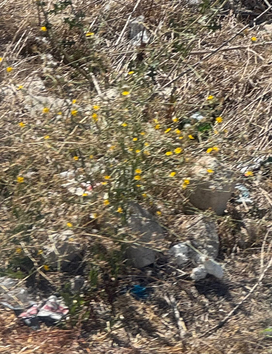 Yellow Star-Thistle
