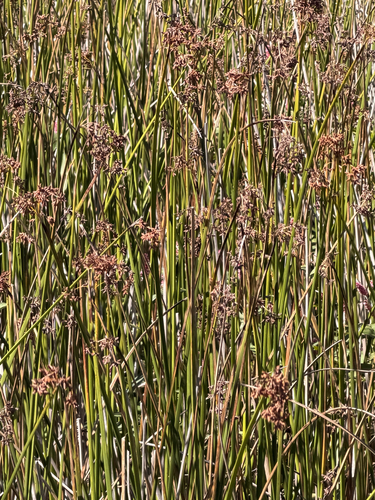 Schoenoplectus californicus, photograph 4