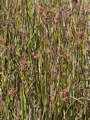 Schoenoplectus californicus, photograph (c) TonyT, some rights reserved (CC BY)