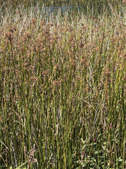 Schoenoplectus californicus, photograph (c) TonyT, some rights reserved (CC BY)