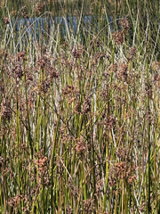 Schoenoplectus californicus, photograph (c) TonyT, some rights reserved (CC BY)